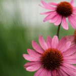 漫神动漫官网:探索最新动漫资讯与精彩作品的最佳平台 637p35k6b5