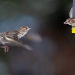 正宗巴西安古食谱:探索美味的传统风味 bomxdfqin3