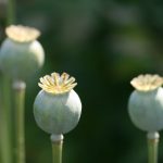 没有VIP怎么看VIP的电视剧:探索免费获取VIP影视资源的途径与方法 yrpib9j