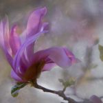 畅享飘花影院网:海量影视资源一网打尽 l2yunesnc