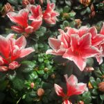 畅享高清影视盛宴:免费电影网站在线观看青柠影院推荐 lm92ac